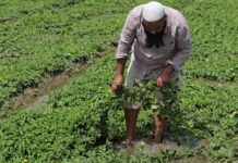 ਆਪਣੀ ਪੁੱਤਾਂ ਵਾਂਗੂ ਪਾਲੀ ਫਸਲ ਨੂੰ ਬਰਬਾਦ ਹੁੰਦੀ ਵੇਖ ਕੇ ਭੁੱਬਾਂ ਮਾਰ ਕੇ ਰੋਇਆ ਕਿਸਾਨ