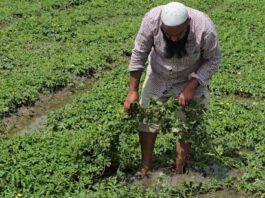 ਆਪਣੀ ਪੁੱਤਾਂ ਵਾਂਗੂ ਪਾਲੀ ਫਸਲ ਨੂੰ ਬਰਬਾਦ ਹੁੰਦੀ ਵੇਖ ਕੇ ਭੁੱਬਾਂ ਮਾਰ ਕੇ ਰੋਇਆ ਕਿਸਾਨ